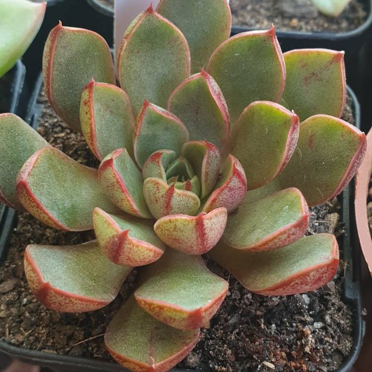 Plant image Echeveria Cat's Eye 