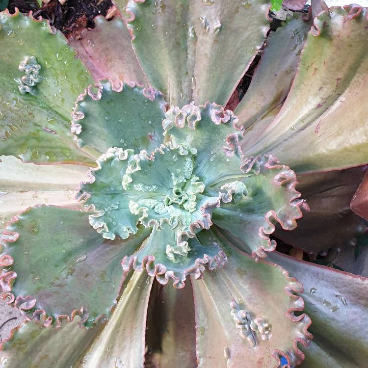 Plant image Echeveria Red Sails