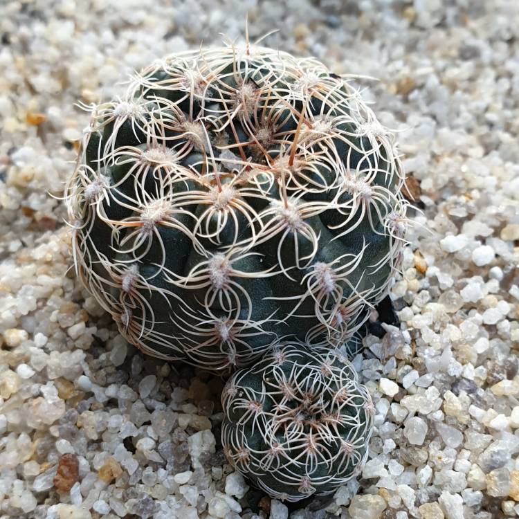 Plant image Gymnocalycium Bruchii