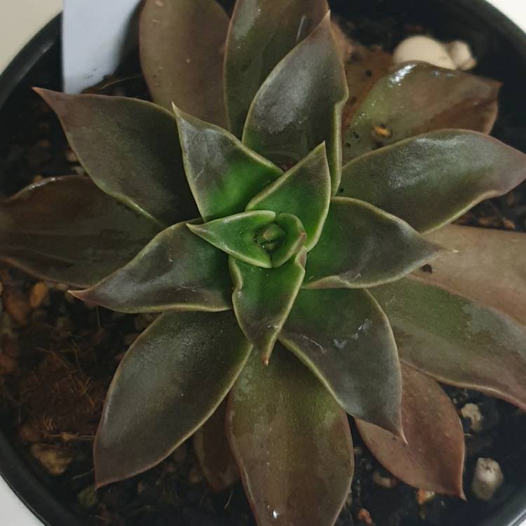 Plant image Echeveria Alfred Graf