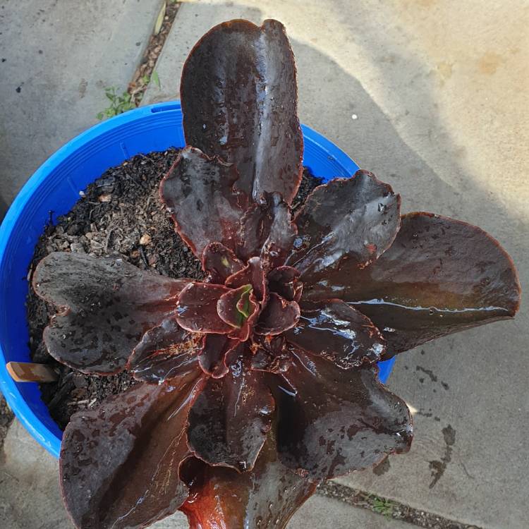 Plant image Echeveria Chocolate