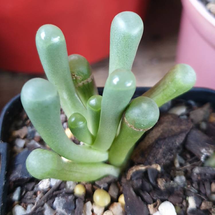 Plant image Fenestraria aurantiaca