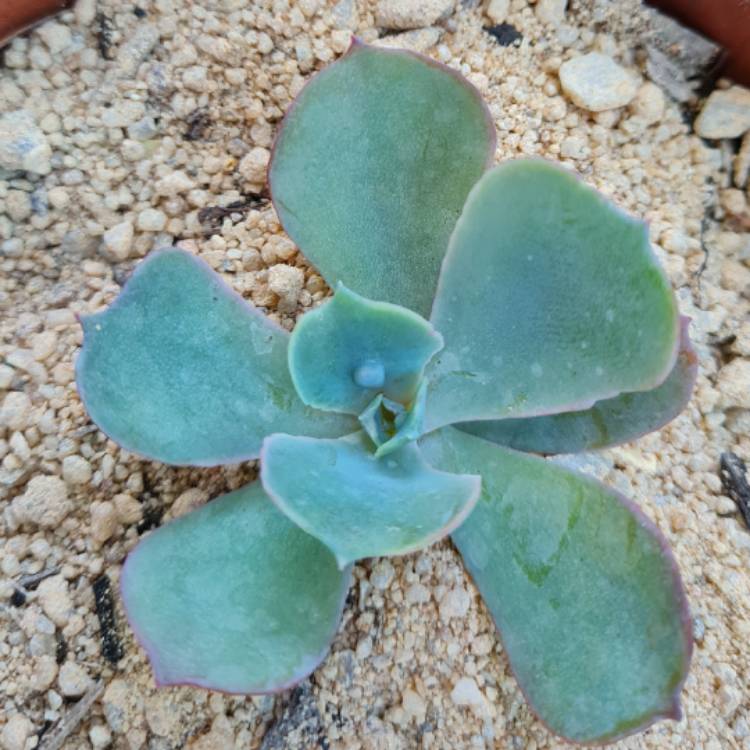 Plant image Echeveria Heart's Delight