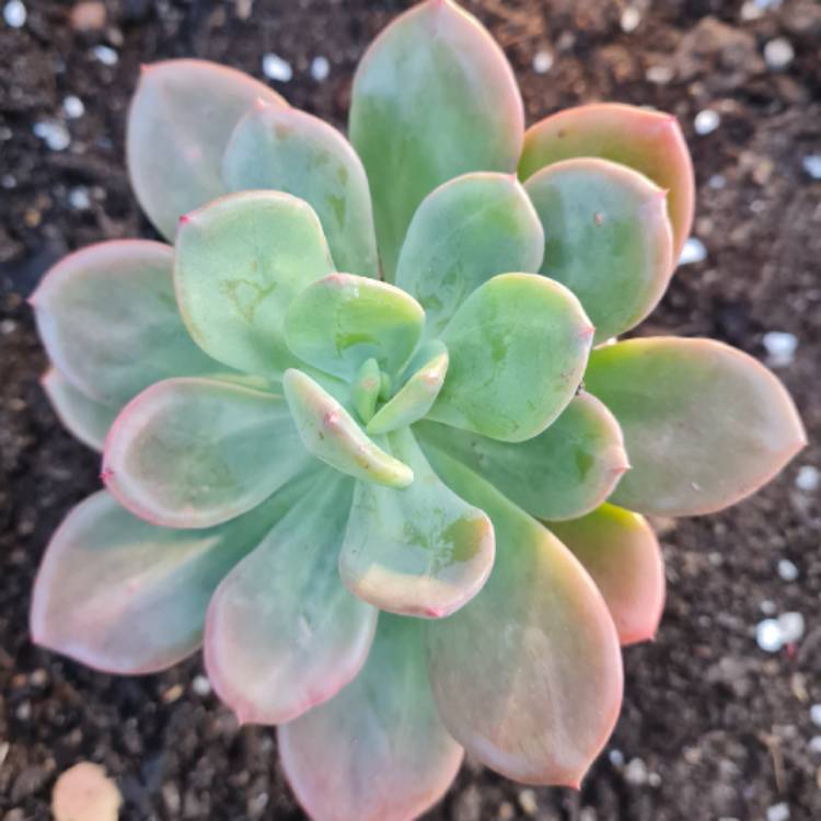 plant image 1527850
