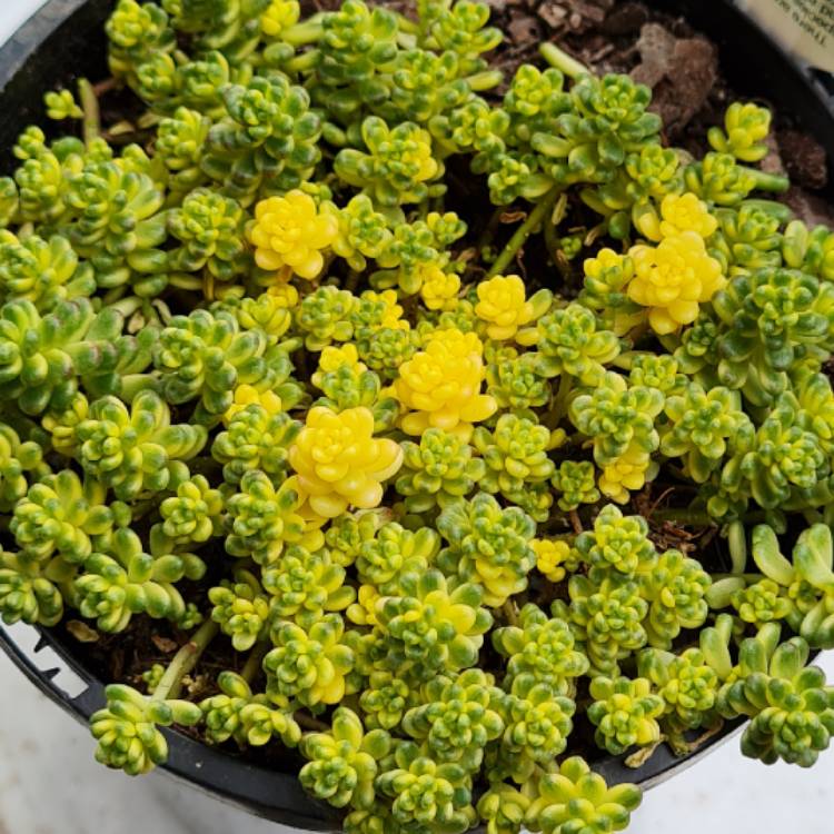 Plant image Sedum Orizifolium Variegata