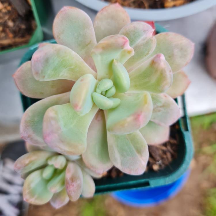Plant image x Pachyveria Light And Lovely