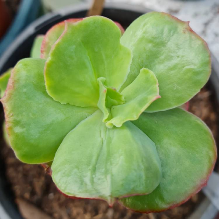 Plant image Echeveria Virginia lee