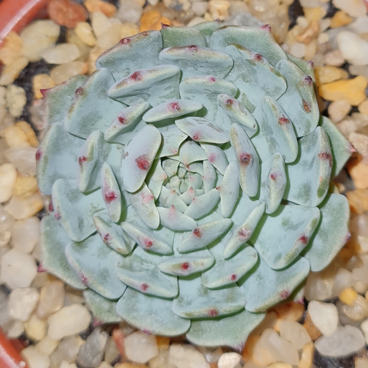 Plant image Echeveria Minima x Tuxpan