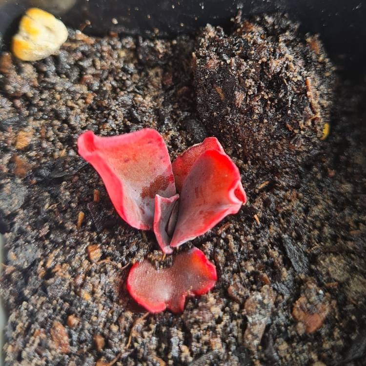 Plant image Echeveria Strawberry Paddle