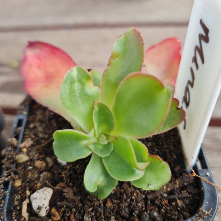 Plant image Echeveria Minas