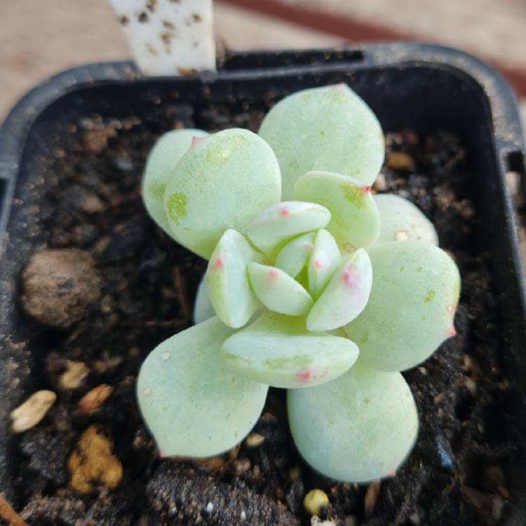 Plant image Echeveria Derlu
