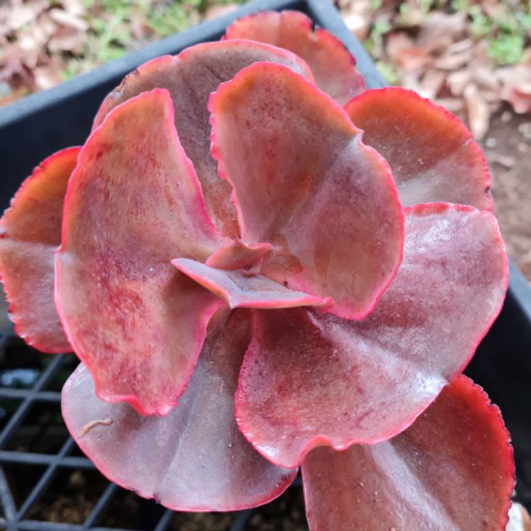 Plant image Echeveria Strawberry Hearts