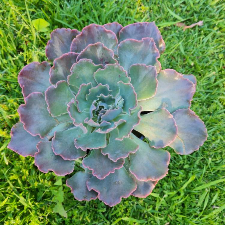 Plant image Echeveria Shaviana Pink Frills