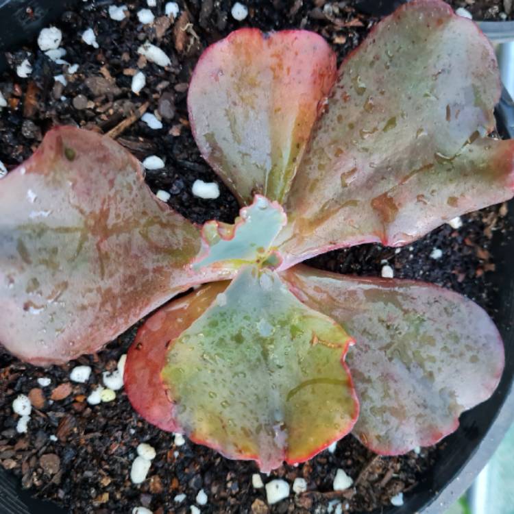 Plant image Echeveria Chocolate Ruffles