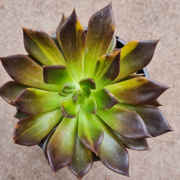 plant image 1557425