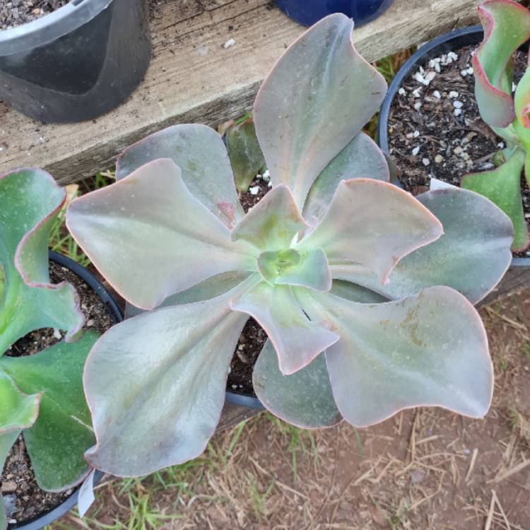 Plant image Echeveria Gingerbread