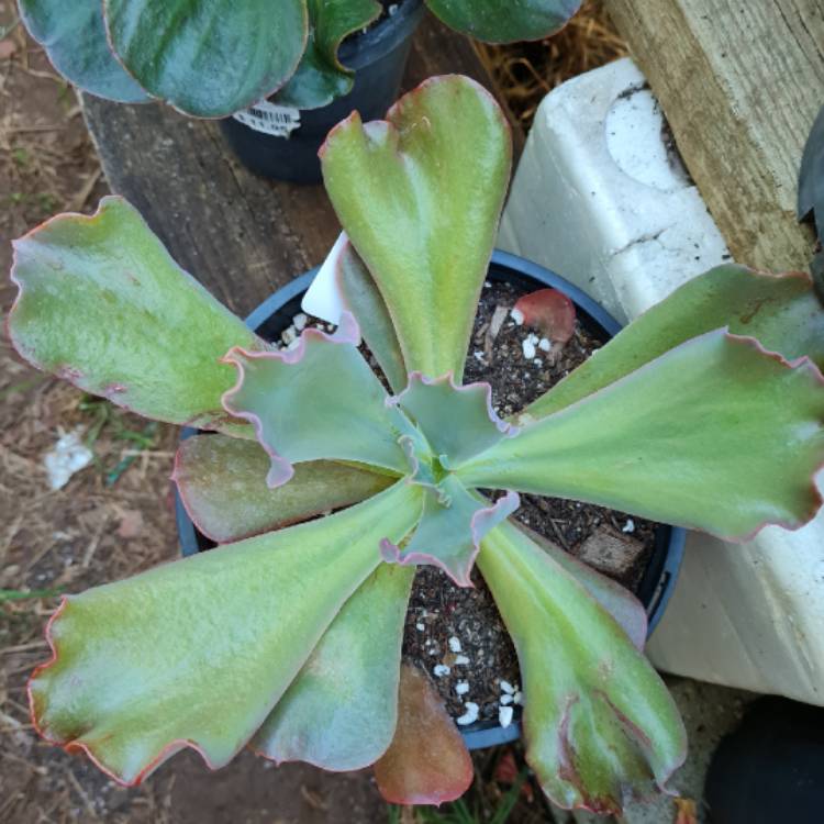Plant image Echeveria Poro