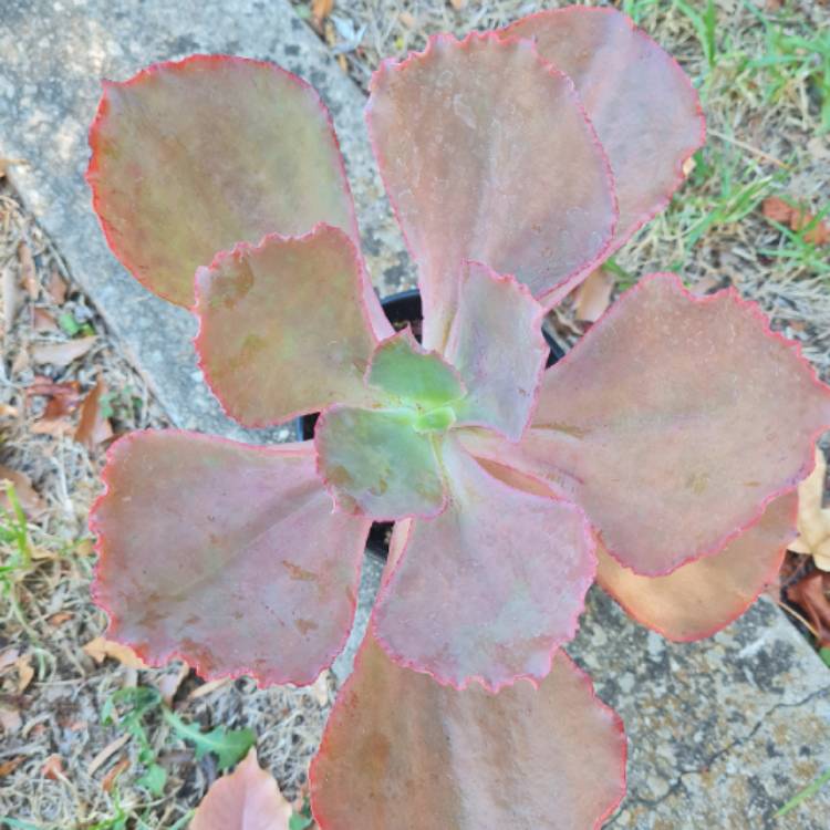Plant image Echeveria Strawberry Paddle