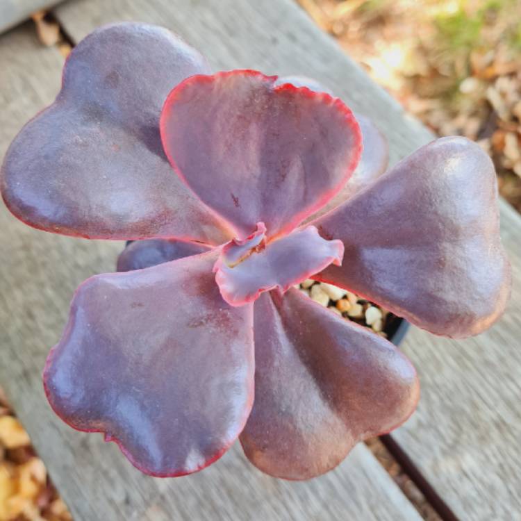 plant image 1570478