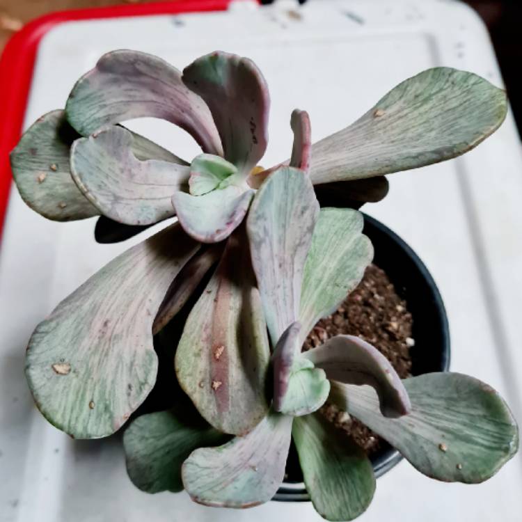 Plant image x Pachyveria Jocelyn's Joy
