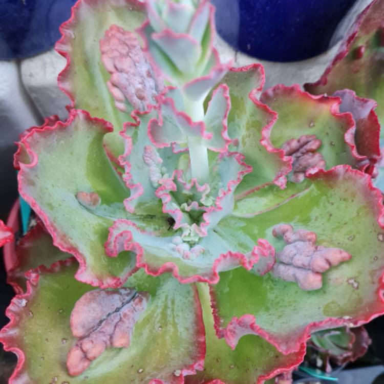 plant image 1642966