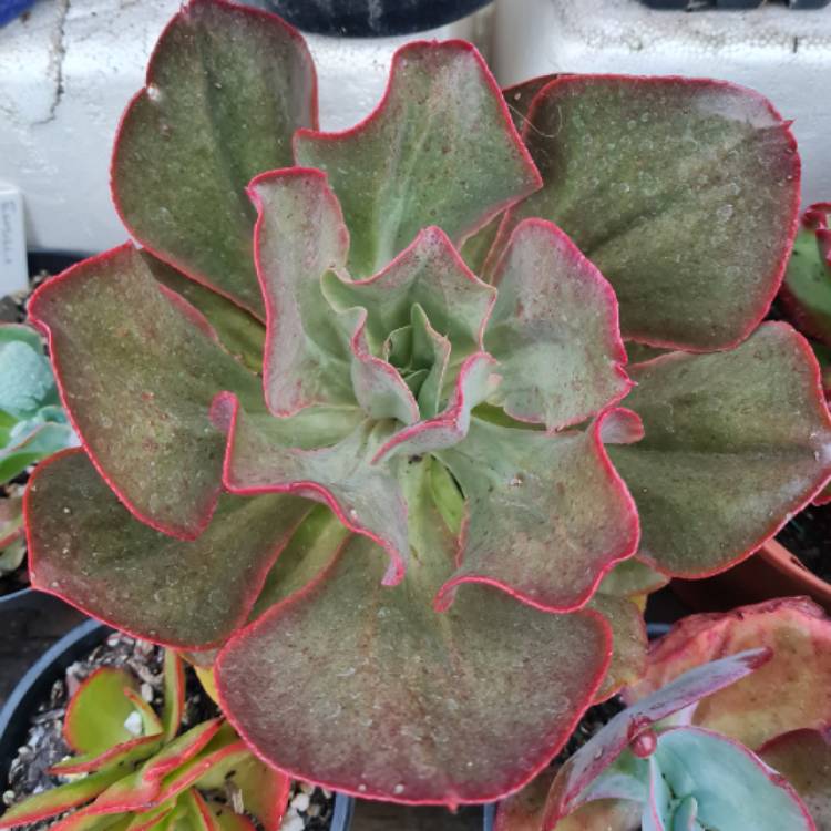 plant image 1642967 plant image 1642967
