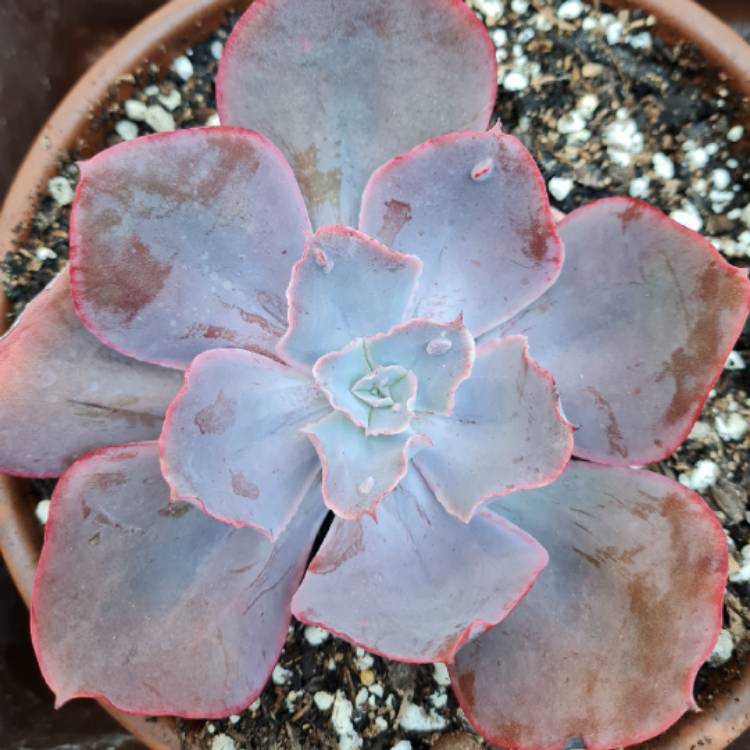plant image 1658721
