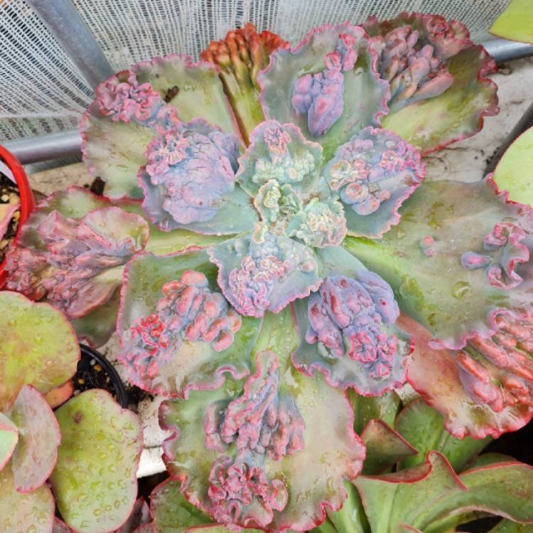plant image 1660919