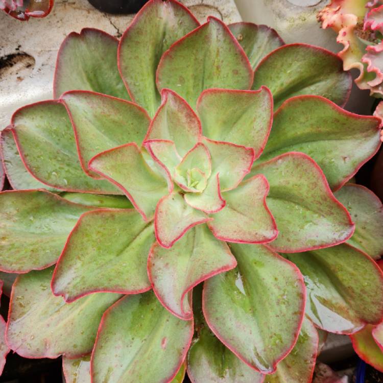 plant image 1660920 plant image 1660920