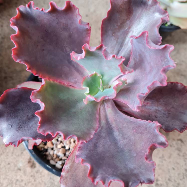 Plant image Echeveria Cinderella