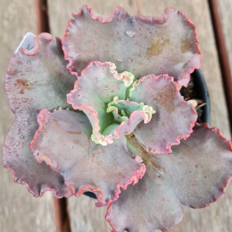 plant image 1662043