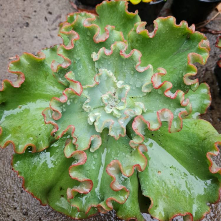 plant image 1662070