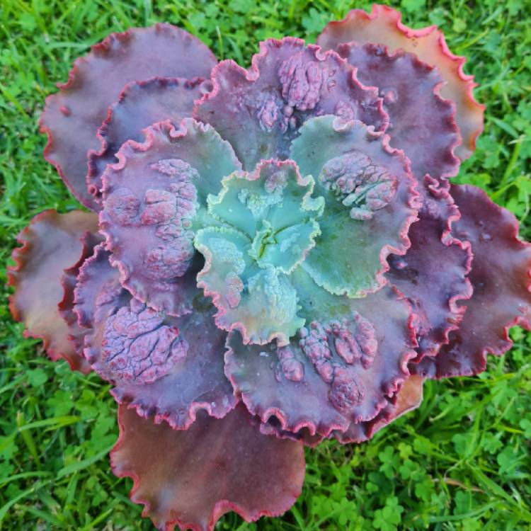 Plant image Echeveria Wonder Woman