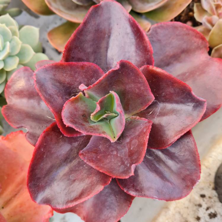 plant image 1686198