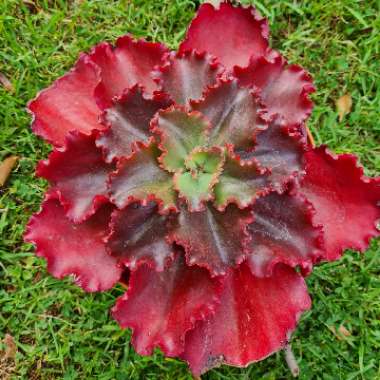 Echeveria 'Chocolate Melody'
