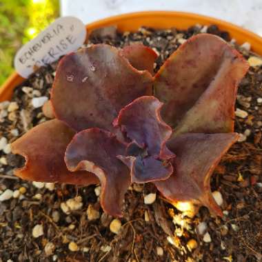 Echeveria 'Cerise'