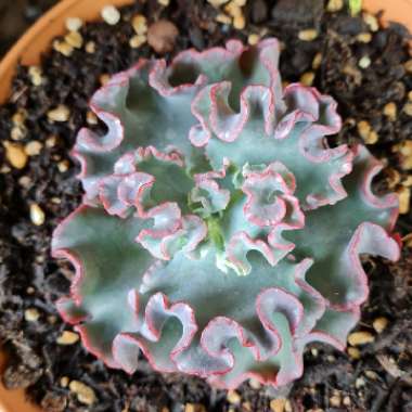 Echeveria Goliath 