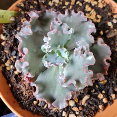 Echeveria Lilac Whisper