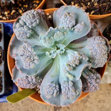 Echeveria Bumpy Blue