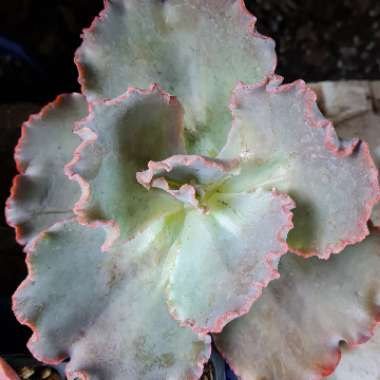 Echeveria NAVAJO SPIRIT