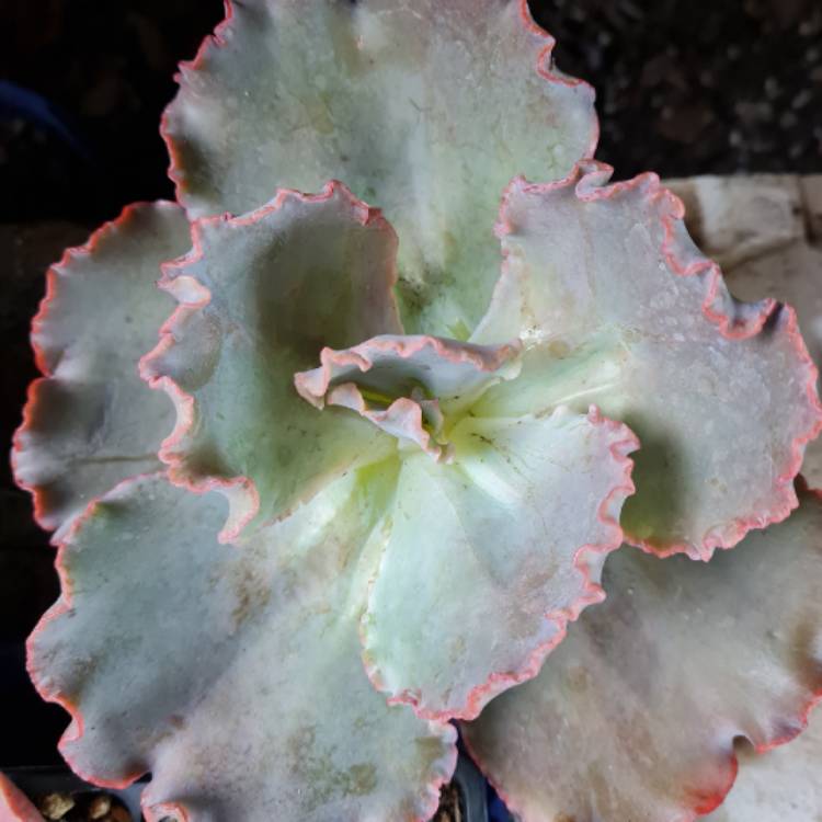 plant image 1692128
