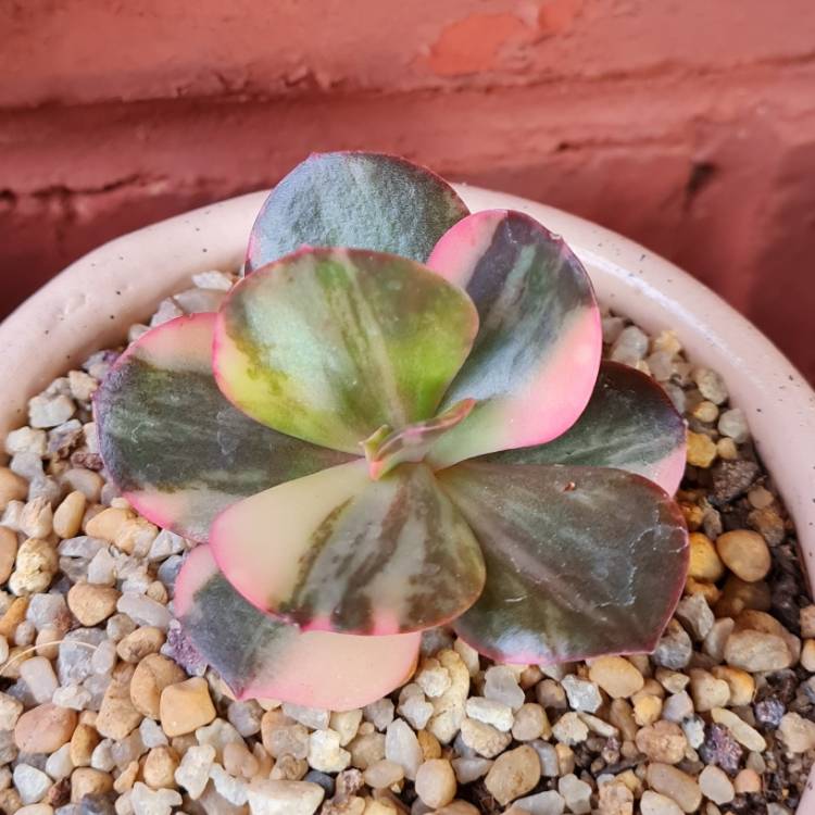 Plant image Echeveria Pre Madonna