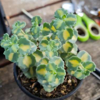 Hylotelephium 'Sieboldii Variegated'