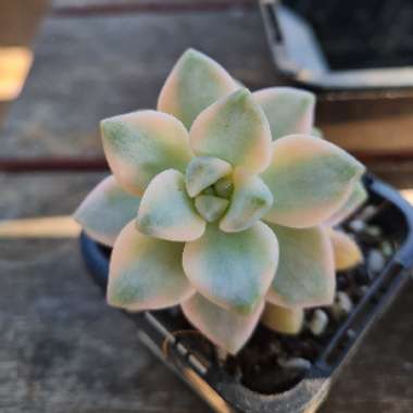 Graptoveria Titubans Variegated