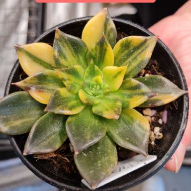 Echeveria 'Bess Bates'