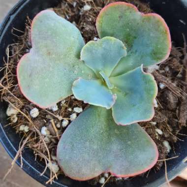 Echeveria ‘Oceana'