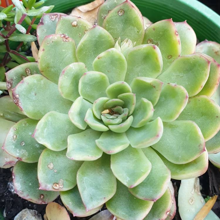plant image 863596