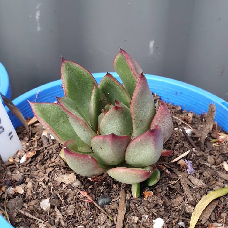 plant image 867094