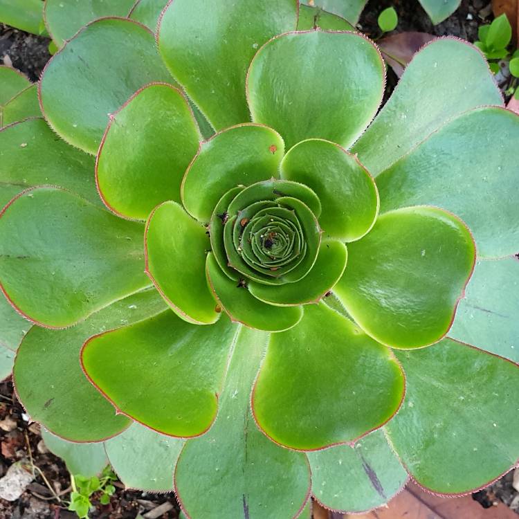 Plant image Aeonium Canariensis Giant Velvet Rose