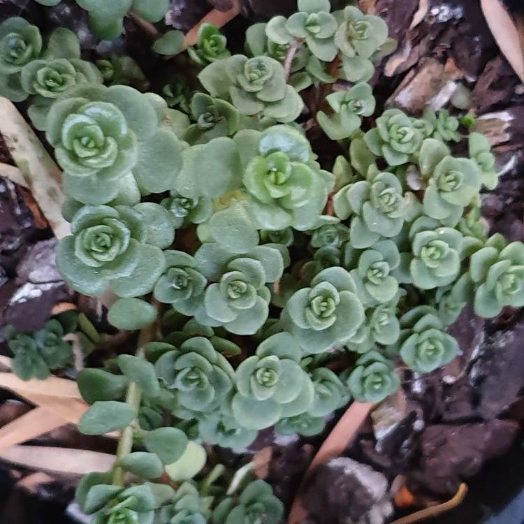 Plant image Sedum makinoi 'Green Blob'